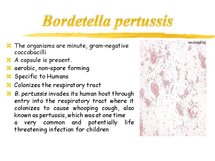 Bordetella pertussis z The organisms are minute, gram-negative coccobacilli z A capsule is present.
