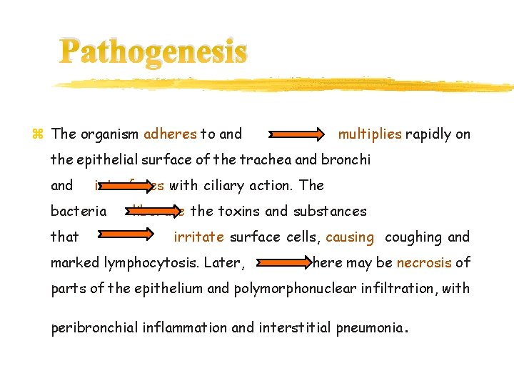 Pathogenesis z The organism adheres to and multiplies rapidly on the epithelial surface of