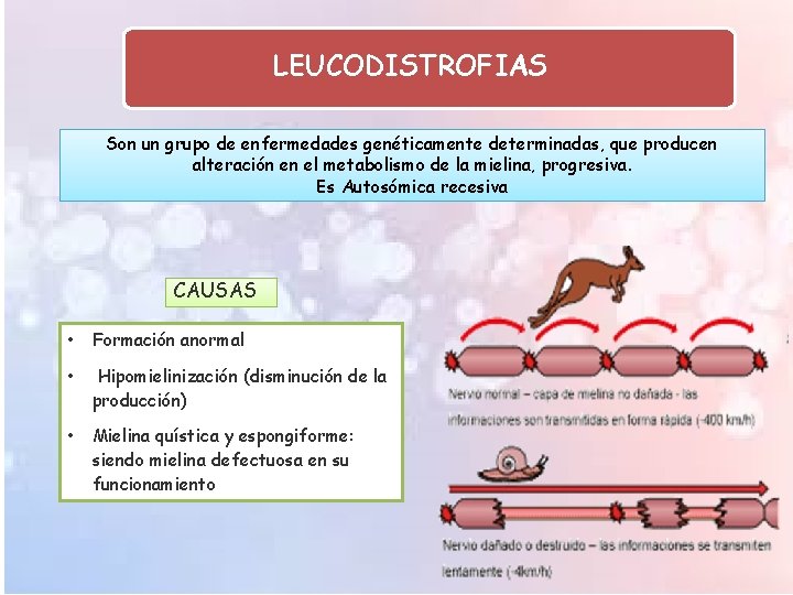 LEUCODISTROFIAS Son un grupo de enfermedades genéticamente determinadas, que producen alteración en el metabolismo