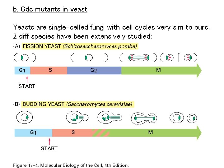 b. Cdc mutants in yeast Yeasts are single-celled fungi with cell cycles very sim