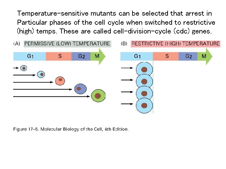 Temperature-sensitive mutants can be selected that arrest in Particular phases of the cell cycle
