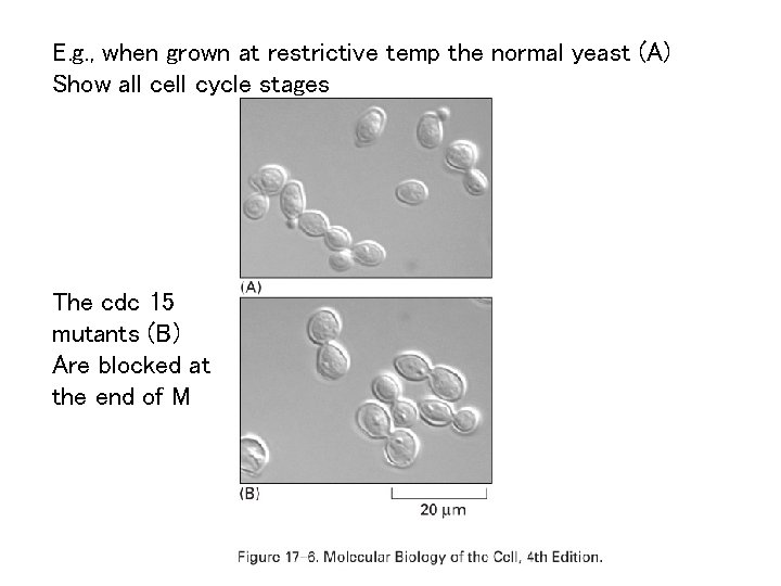 E. g. , when grown at restrictive temp the normal yeast (A) Show all