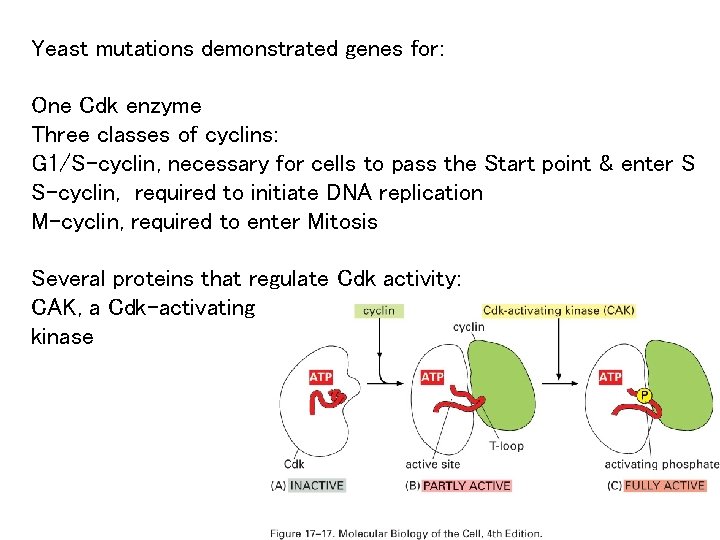 Yeast mutations demonstrated genes for: One Cdk enzyme Three classes of cyclins: G 1/S-cyclin,