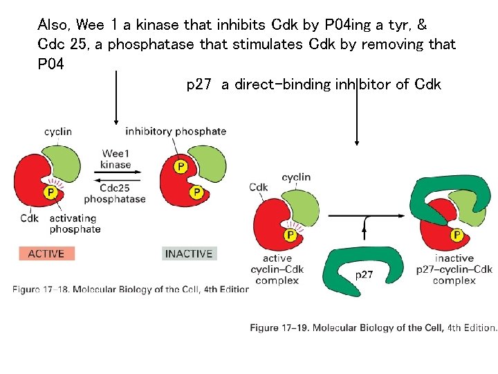 Also, Wee 1 a kinase that inhibits Cdk by P 04 ing a tyr,