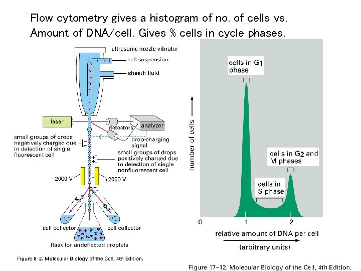 Flow cytometry gives a histogram of no. of cells vs. Amount of DNA/cell. Gives