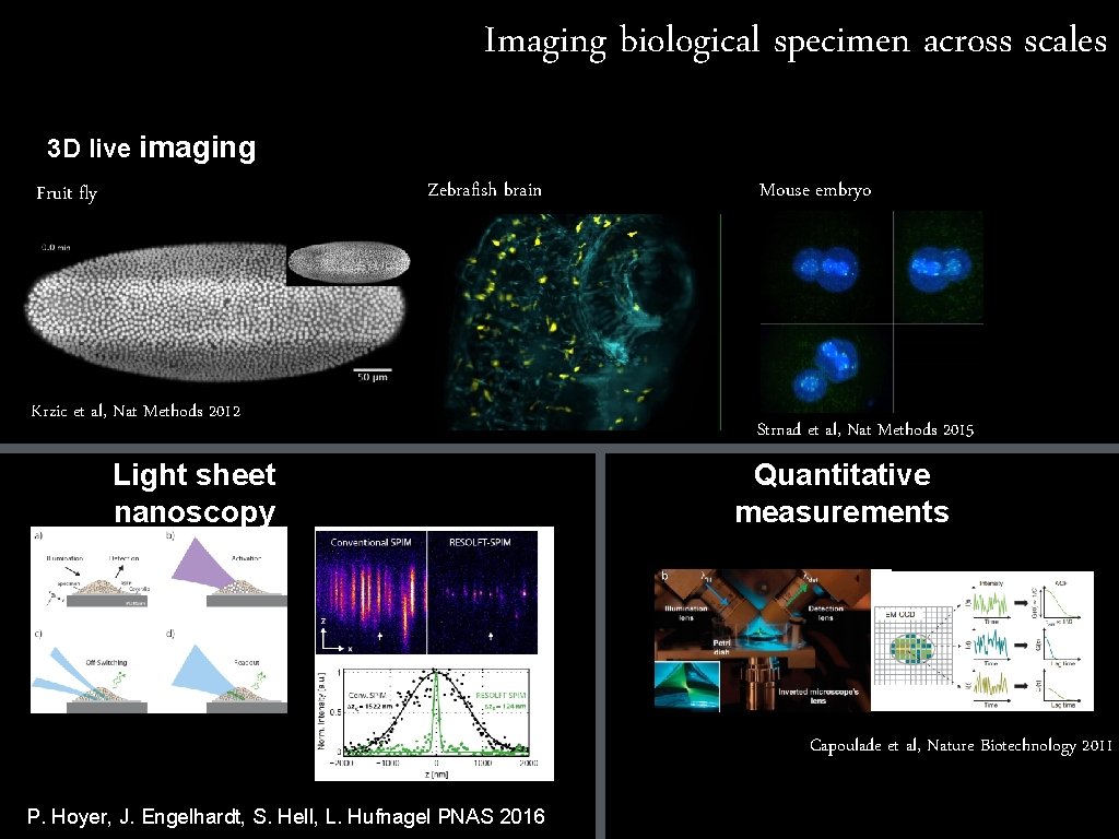 Imaging biological specimen across scales 3 D live imaging Zebrafish brain Fruit fly Krzic