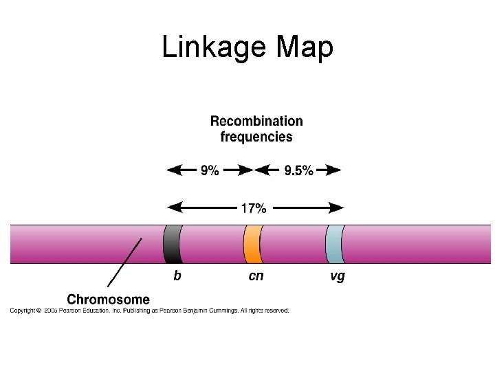 Linkage Map 