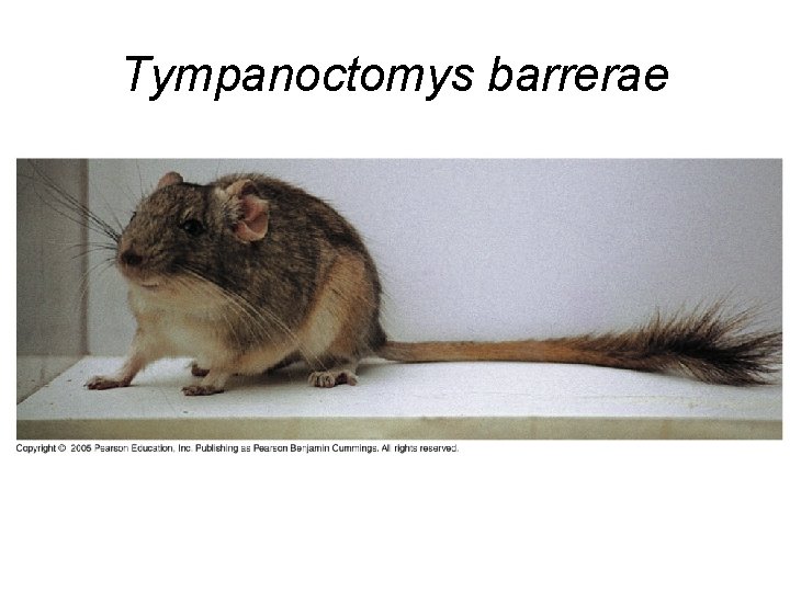Tympanoctomys barrerae 