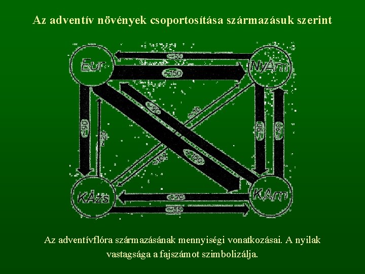 Az adventív növények csoportosítása származásuk szerint Az adventívflóra származásának mennyiségi vonatkozásai. A nyilak vastagsága