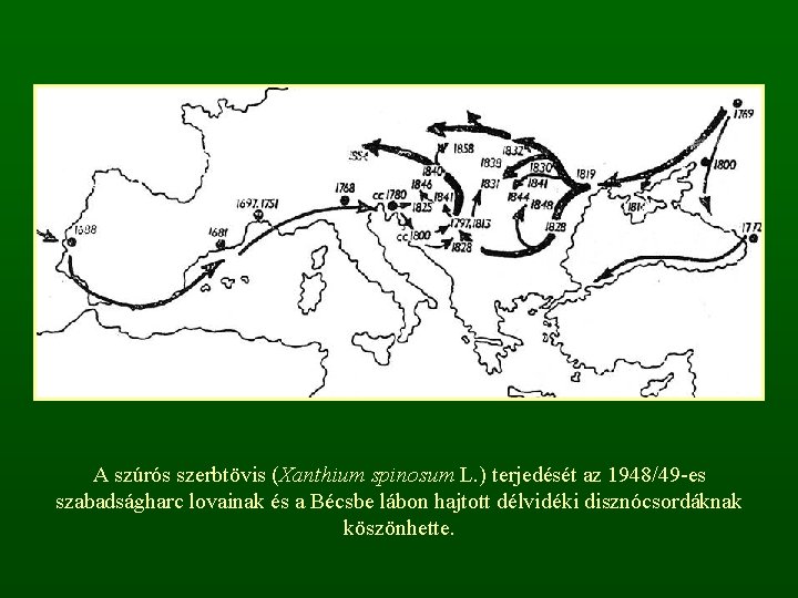 A szúrós szerbtövis (Xanthium spinosum L. ) terjedését az 1948/49 -es szabadságharc lovainak és