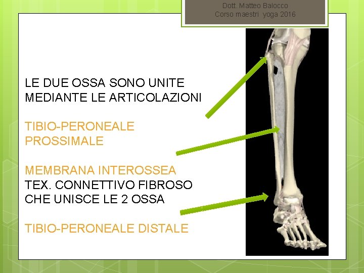 Dott. Matteo Balocco Corso maestri yoga 2016 LE DUE OSSA SONO UNITE MEDIANTE LE