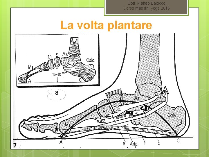 Dott. Matteo Balocco Corso maestri yoga 2016 La volta plantare 
