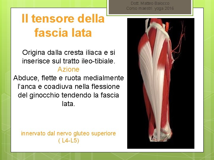 Dott. Matteo Balocco Corso maestri yoga 2016 Il tensore della fascia lata Origina dalla