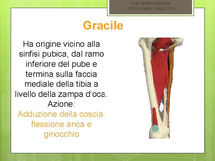 Dott. Matteo Balocco Corso maestri yoga 2016 Gracile Ha origine vicino alla sinfisi pubica,