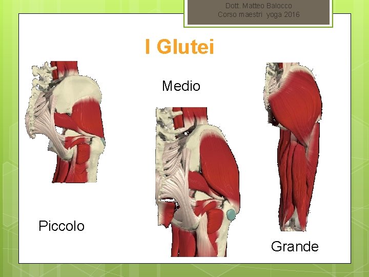 Dott. Matteo Balocco Corso maestri yoga 2016 I Glutei Medio Piccolo Grande 