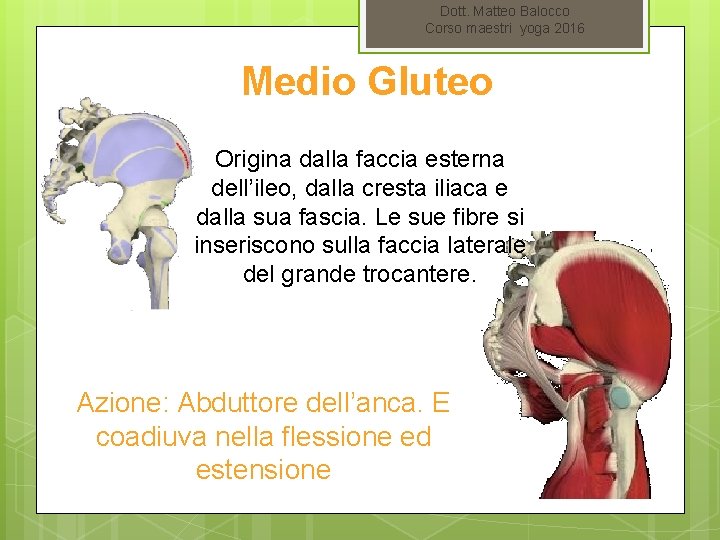 Dott. Matteo Balocco Corso maestri yoga 2016 Medio Gluteo Origina dalla faccia esterna dell’ileo,