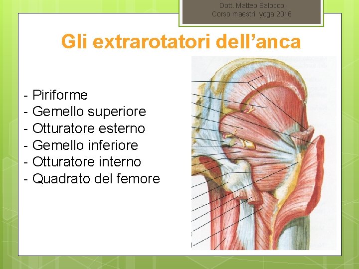 Dott. Matteo Balocco Corso maestri yoga 2016 Gli extrarotatori dell’anca - Piriforme - Gemello