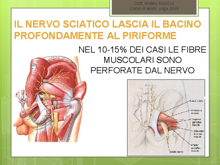 Dott. Matteo Balocco Corso maestri yoga 2016 IL NERVO SCIATICO LASCIA IL BACINO PROFONDAMENTE