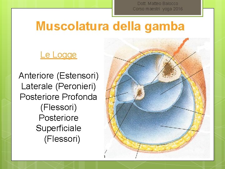 Dott. Matteo Balocco Corso maestri yoga 2016 Muscolatura della gamba Le Logge Anteriore (Estensori)