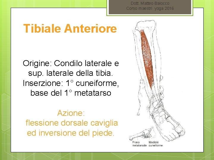 Dott. Matteo Balocco Corso maestri yoga 2016 Tibiale Anteriore Origine: Condilo laterale e sup.