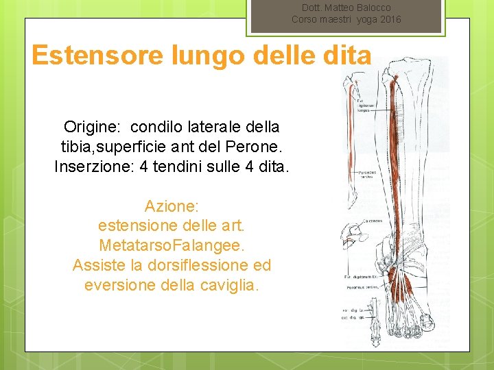 Dott. Matteo Balocco Corso maestri yoga 2016 Estensore lungo delle dita Origine: condilo laterale