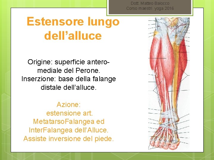 Dott. Matteo Balocco Corso maestri yoga 2016 Estensore lungo dell’alluce Origine: superficie anteromediale del