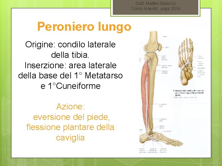 Dott. Matteo Balocco Corso maestri yoga 2016 Peroniero lungo Origine: condilo laterale della tibia.