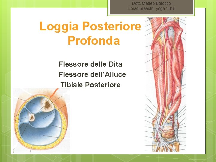 Dott. Matteo Balocco Corso maestri yoga 2016 Loggia Posteriore Profonda Flessore delle Dita Flessore