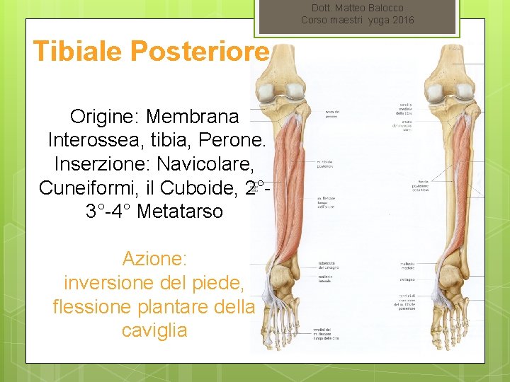 Dott. Matteo Balocco Corso maestri yoga 2016 Tibiale Posteriore Origine: Membrana Interossea, tibia, Perone.