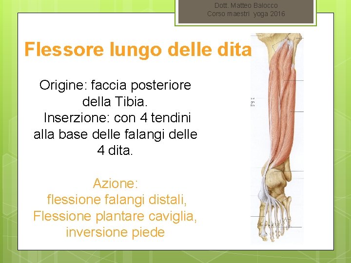 Dott. Matteo Balocco Corso maestri yoga 2016 Flessore lungo delle dita Origine: faccia posteriore