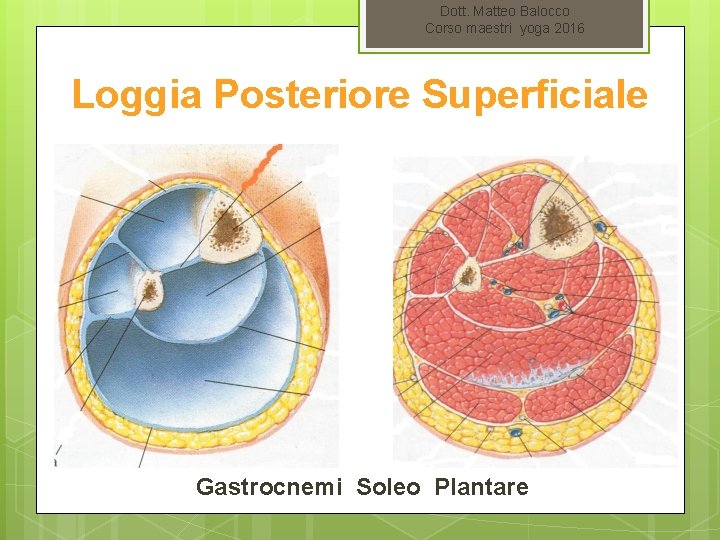 Dott. Matteo Balocco Corso maestri yoga 2016 Loggia Posteriore Superficiale Gastrocnemi Soleo Plantare 