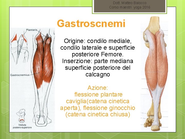 Dott. Matteo Balocco Corso maestri yoga 2016 Gastroscnemi Origine: condilo mediale, condilo laterale e