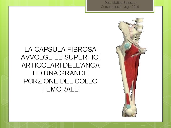 Dott. Matteo Balocco Corso maestri yoga 2016 LA CAPSULA FIBROSA AVVOLGE LE SUPERFICI ARTICOLARI