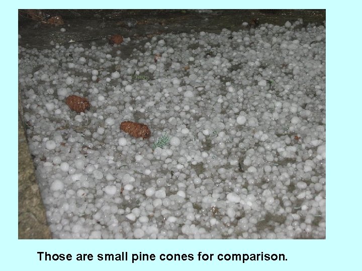 Those are small pine cones for comparison. 