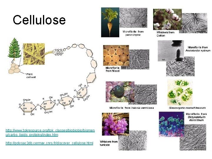 Cellulose http: //www. tokresource. org/tok_classes/biobiobio/biomen u/carbs_lipids_proteins/index. htm http: //polysac 3 db. cermav. cnrs. fr/discover_cellulose.