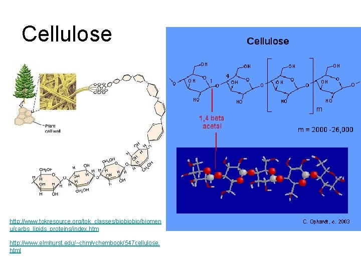 Cellulose http: //www. tokresource. org/tok_classes/biobiobio/biomen u/carbs_lipids_proteins/index. htm http: //www. elmhurst. edu/~chm/vchembook/547 cellulose. html 
