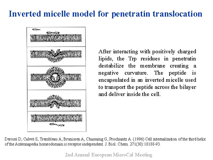 Inverted micelle model for penetratin translocation After interacting with positively charged lipids, the Trp