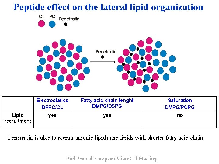 Peptide effect on the lateral lipid organization Lipid recruitment Electrostatics DPPC/CL Fatty acid chain