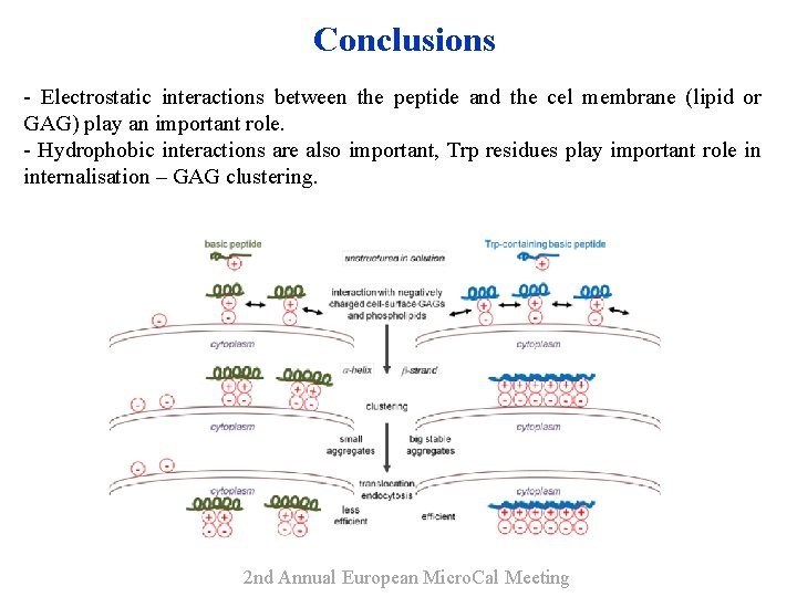 Conclusions - Electrostatic interactions between the peptide and the cel membrane (lipid or GAG)