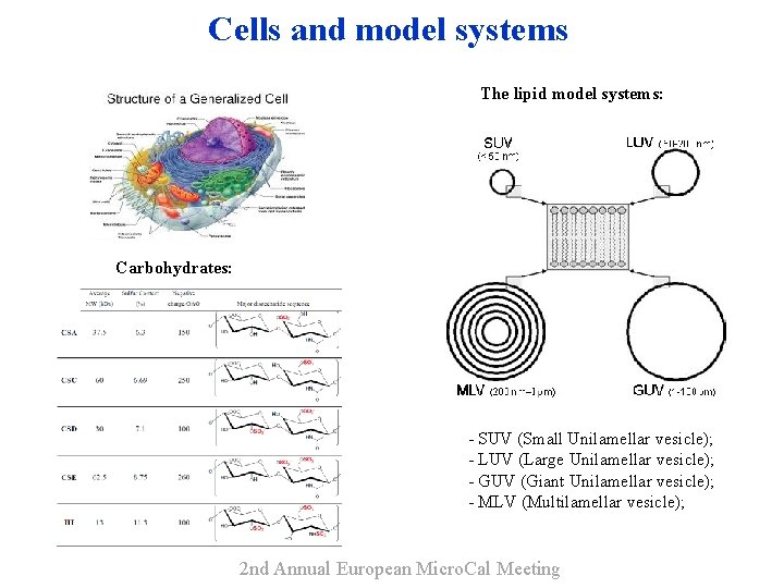 Cells and model systems The lipid model systems: Carbohydrates: - SUV (Small Unilamellar vesicle);