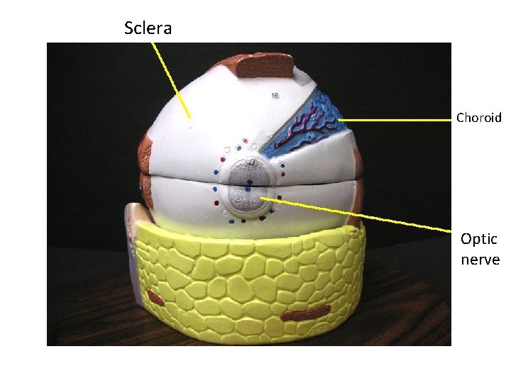 Sclera Choroid Optic nerve 