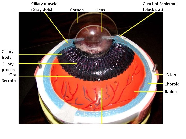 Ciliary muscle (Gray dots) Ciliary body Ciliary process Ora Serrata Cornea Lens Canal of