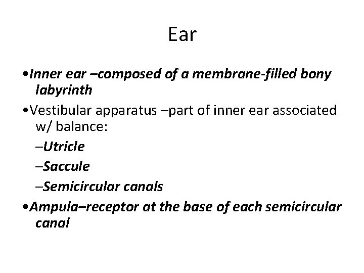 Ear • Inner ear –composed of a membrane-filled bony labyrinth • Vestibular apparatus –part