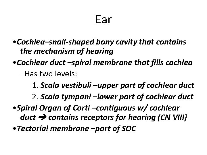 Ear • Cochlea–snail-shaped bony cavity that contains the mechanism of hearing • Cochlear duct