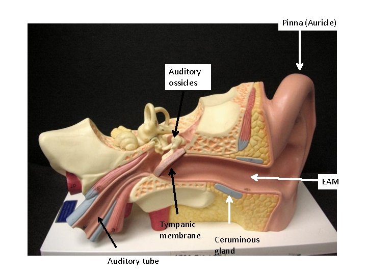 Pinna (Auricle) Auditory ossicles EAM Tympanic membrane Auditory tube Ceruminous gland 