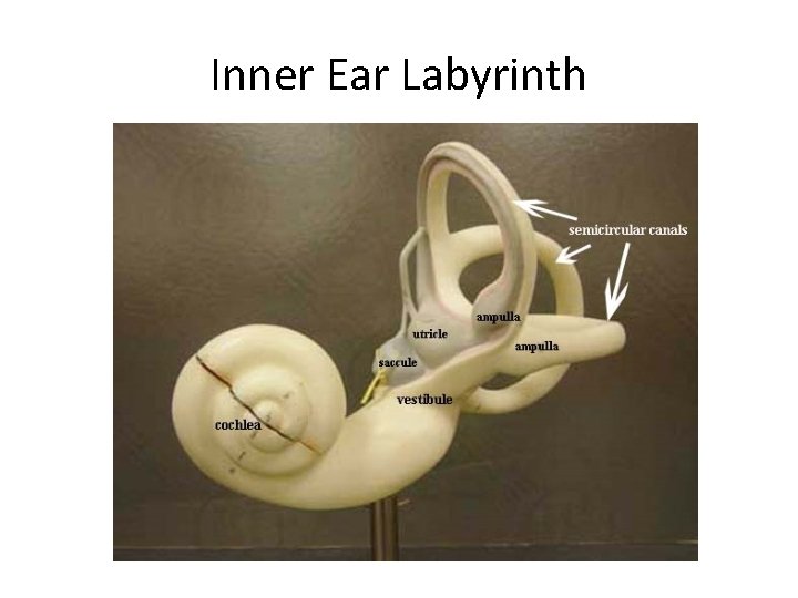 Inner Ear Labyrinth 