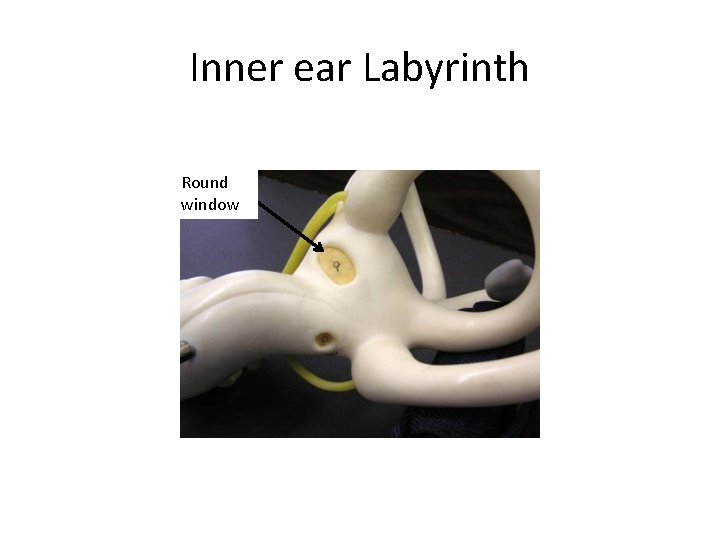 Inner ear Labyrinth Round window 