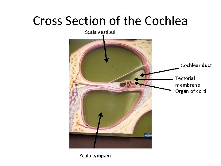 Cross Section of the Cochlea Scala vestibuli Cochlear duct Tectorial membrane Organ of corti