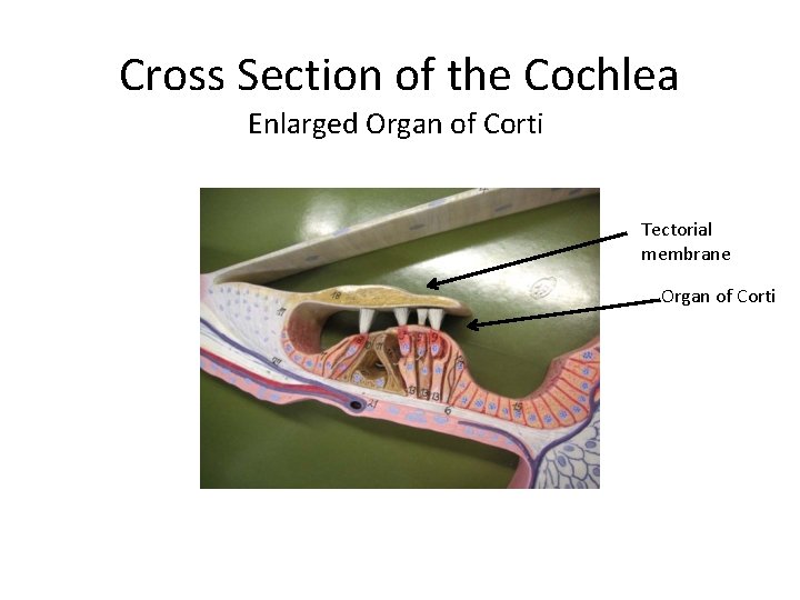 Cross Section of the Cochlea Enlarged Organ of Corti Tectorial membrane Organ of Corti