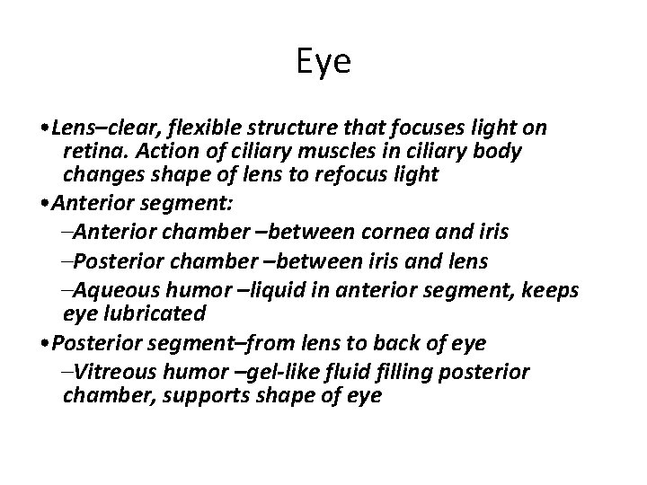 Eye • Lens–clear, flexible structure that focuses light on retina. Action of ciliary muscles